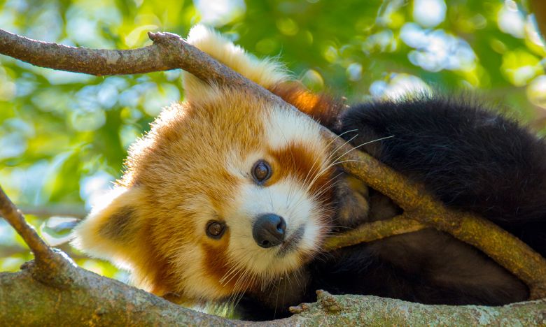 Der Rote Panda: So lebt der niedlichste Teddy der Welt