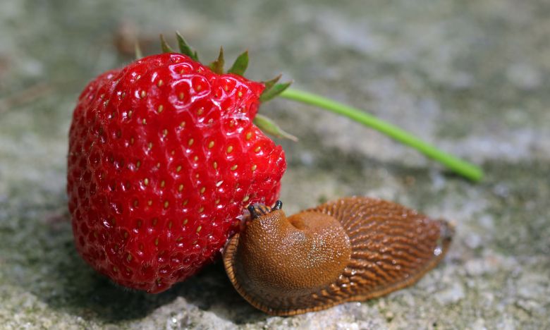 Erdbeeren anbauen - DIESE Schädlinge bedrohen deine Ernte!
