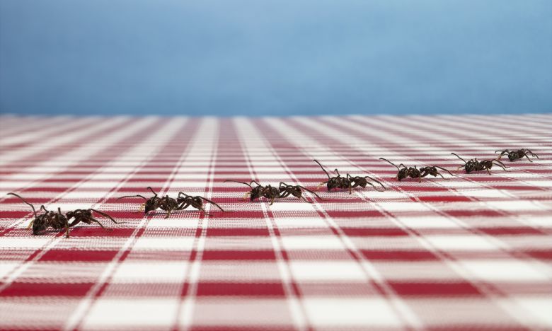 Omas Hausmittel gegen Ameisen