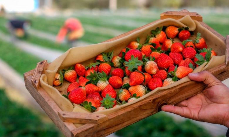 SO zerstören Erdbeeren ein UNESCO-Weltnaturerbe